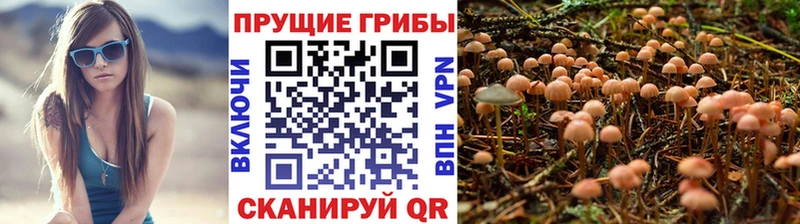 гидра как войти Полесск Галлюциногенные грибы Magic Shrooms